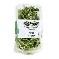 נבטי חמניה ליח