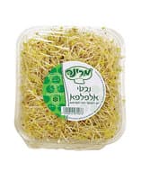 נבטי אלפלפא מרינה יחידה