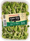 נבטי חמניה
